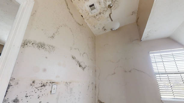 Best Attic Mold Removal  in Sebastian, FL