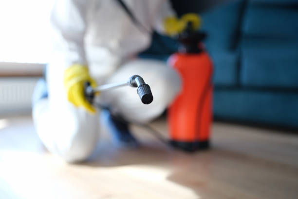 Best Black Mold Removal  in Sebastian, FL