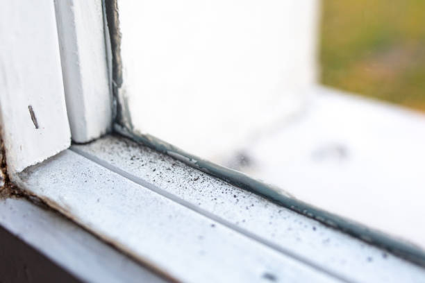 Best Basement Mold Removal  in Sebastian, FL
