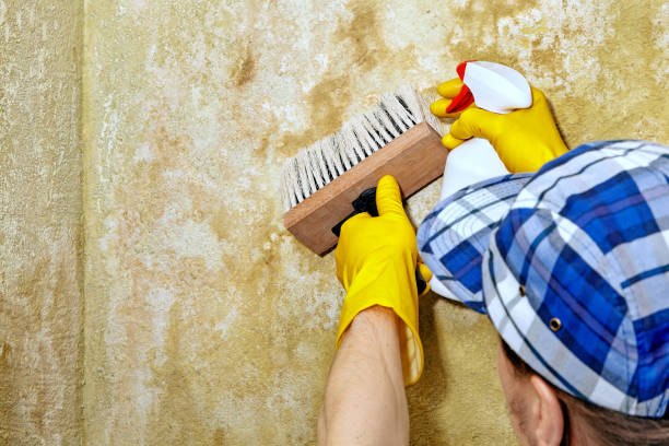 Best Comprehensive Air Testing for Mold Contaminants  in Sebastian, FL
