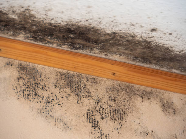 Best Mold Removal for HVAC Installations  in Sebastian, FL