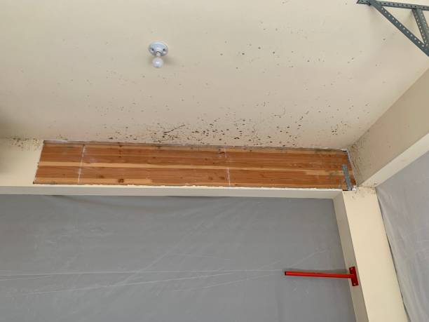 Best Water Damage & Mold Remediation  in Sebastian, FL