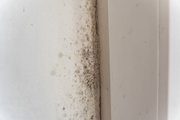 Best Airborne Mold Testing  in Sebastian, FL