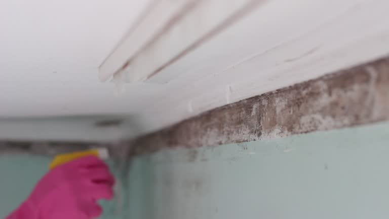 Trusted Sebastian, FL Mold Removal Experts